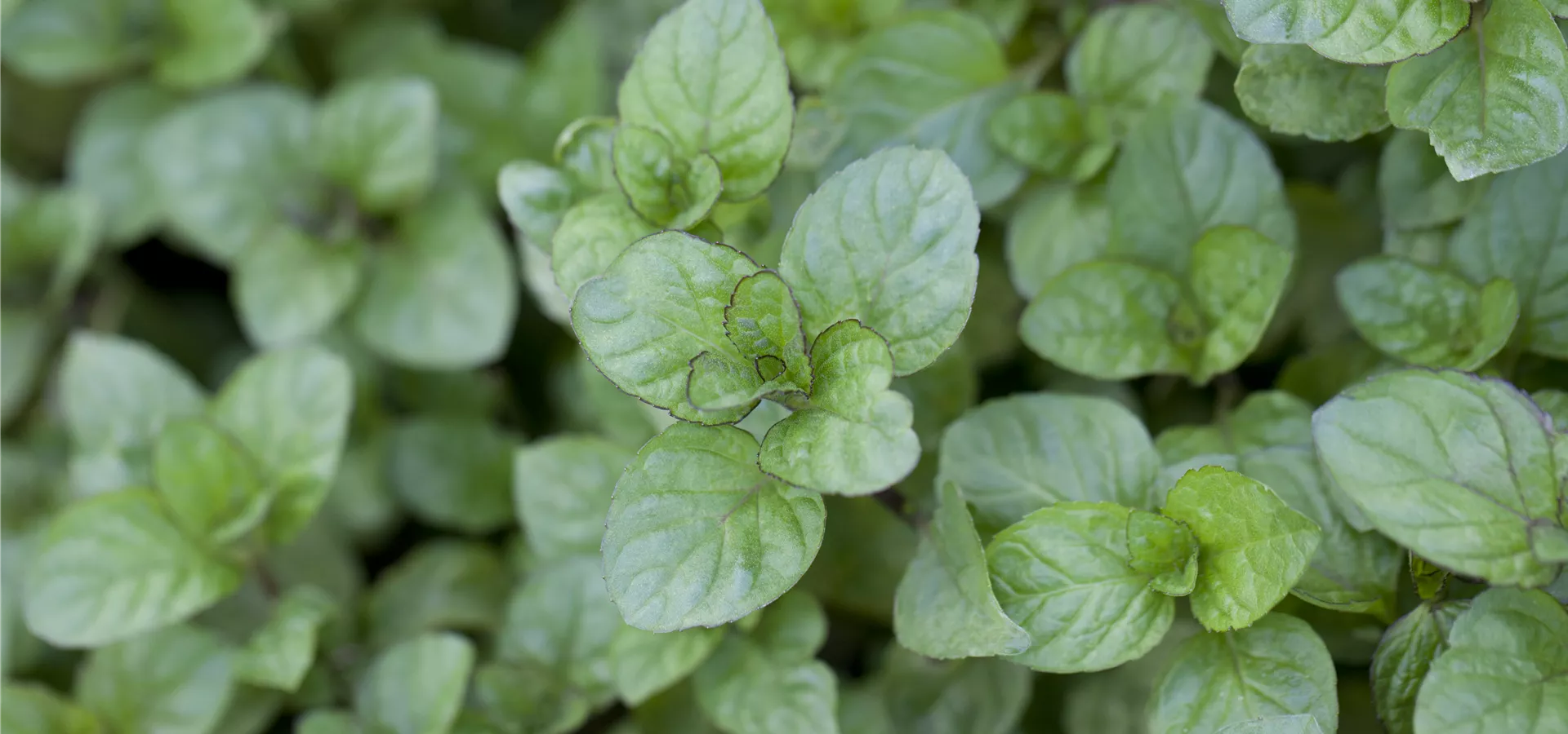 Mentha x piperita 'Orange'
