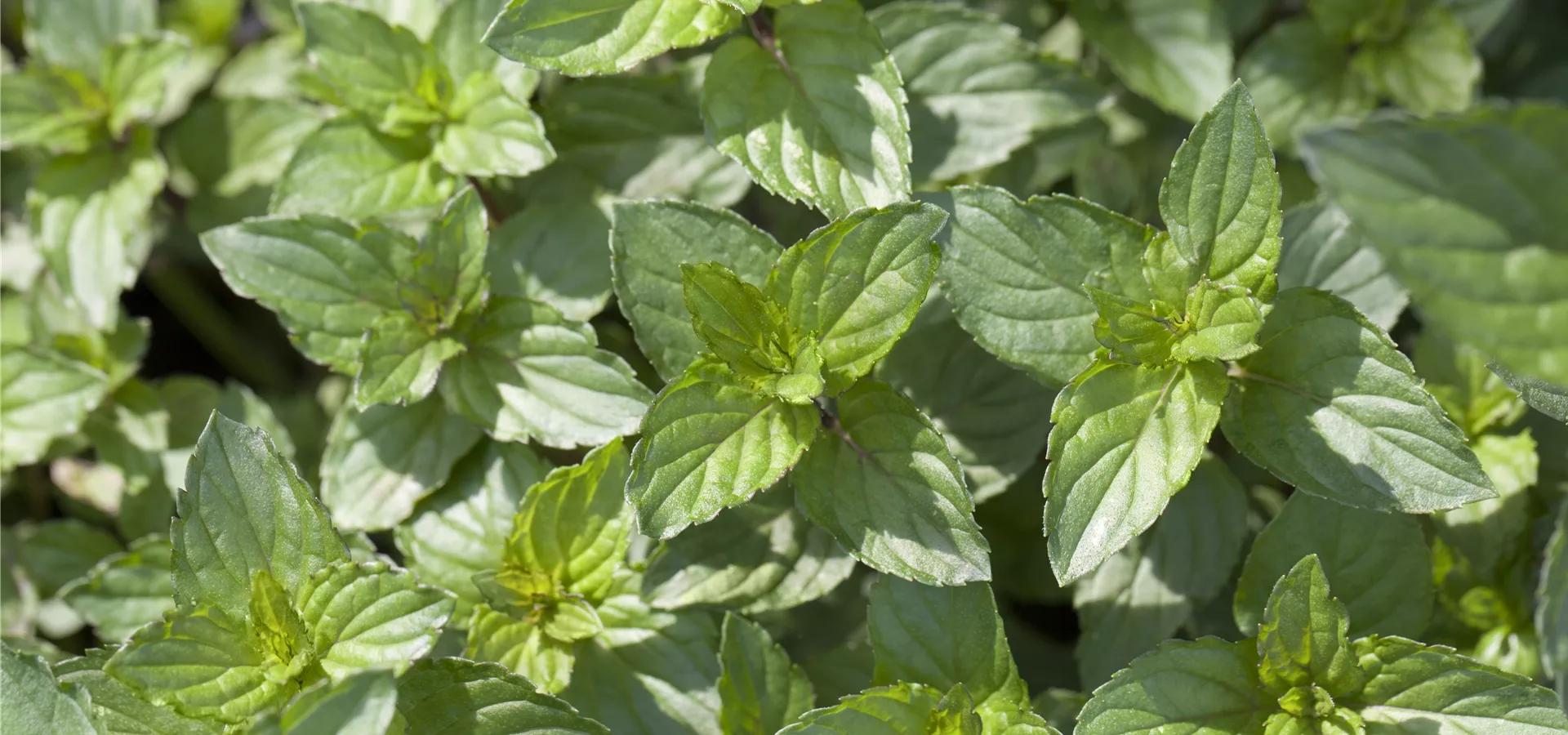 Mentha x piperita