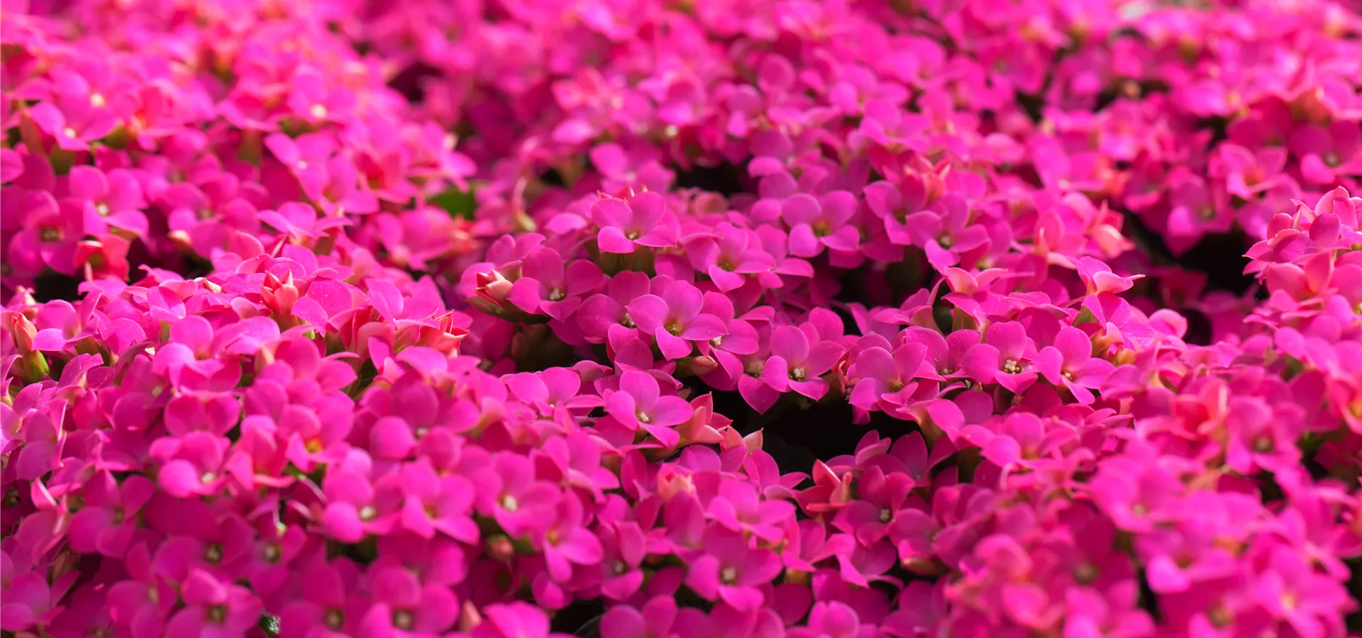Kalanchoe blossfeldiana 'Poseidon'