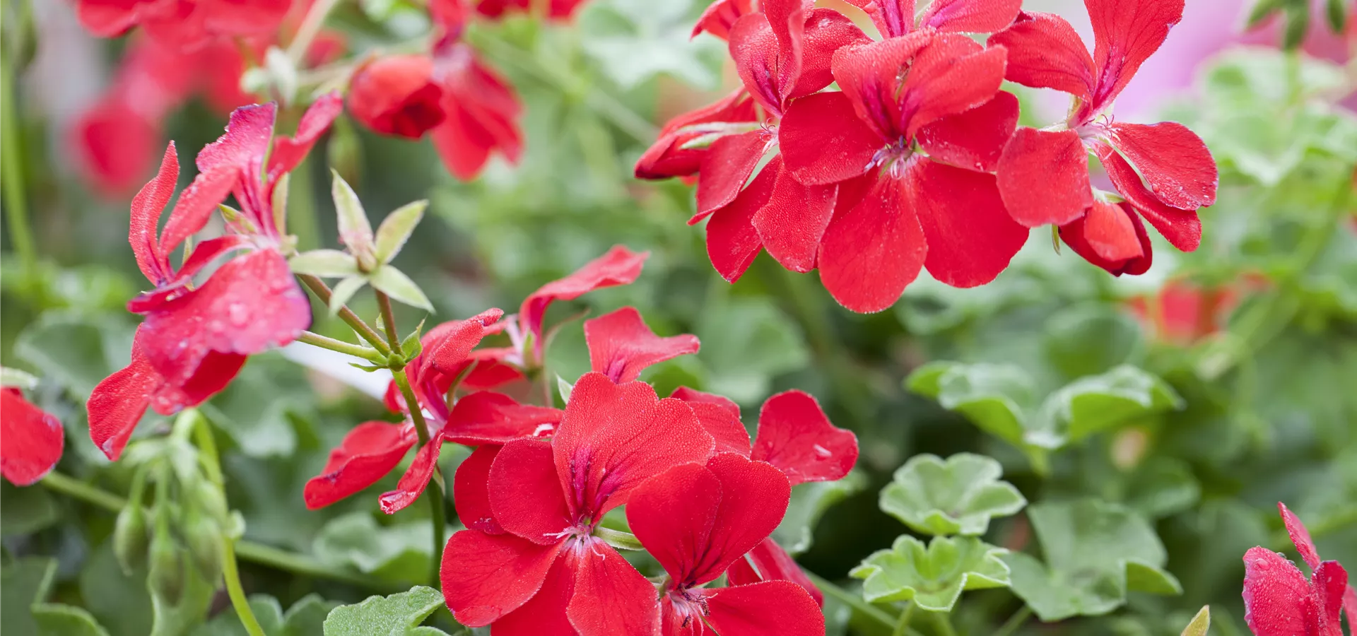 Pelargonium peltatum 'Happy Face Red'