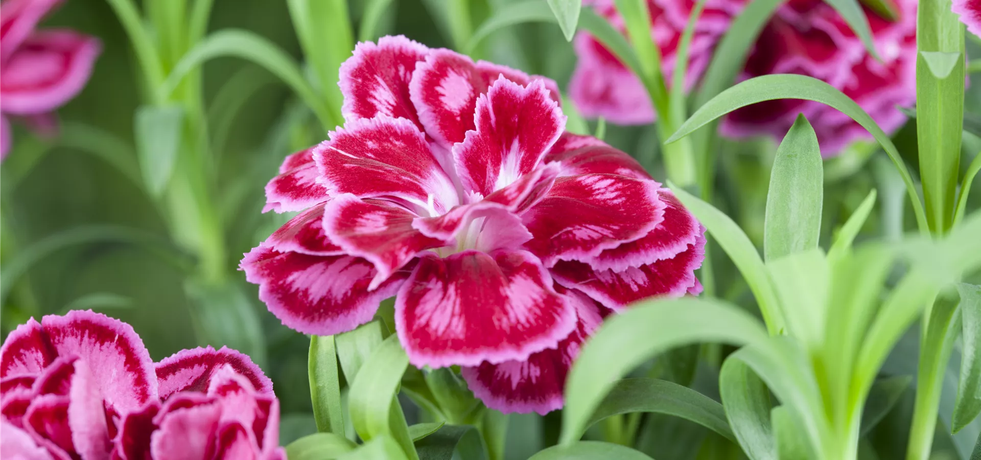 Dianthus caryophyllus