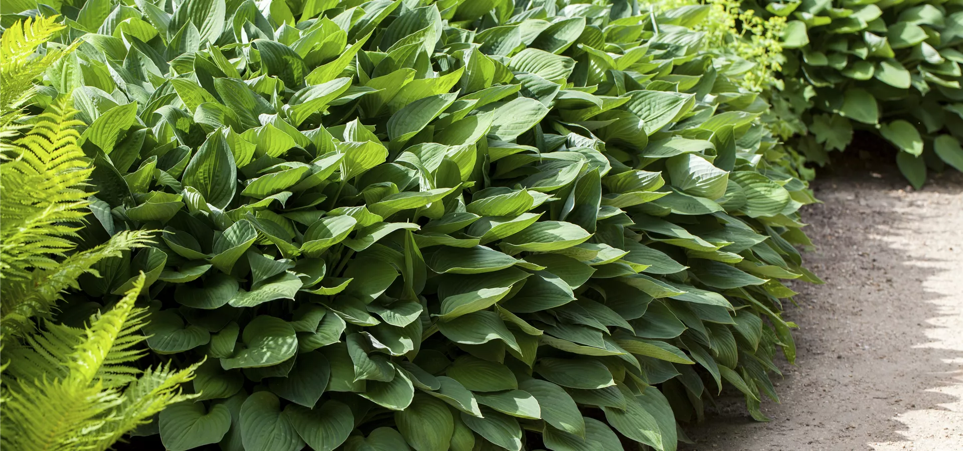 Hosta