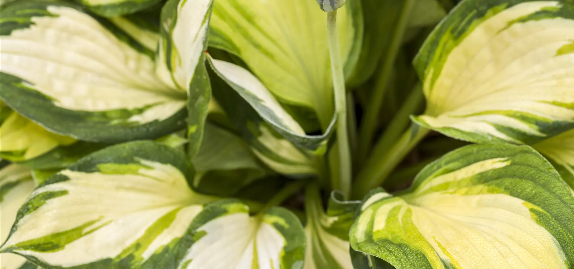 Hosta 'Color Festival'