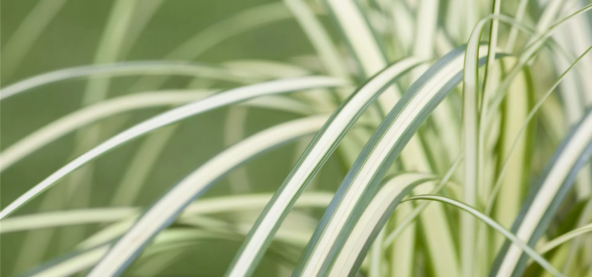 Carex oshimensis 'Evergold'