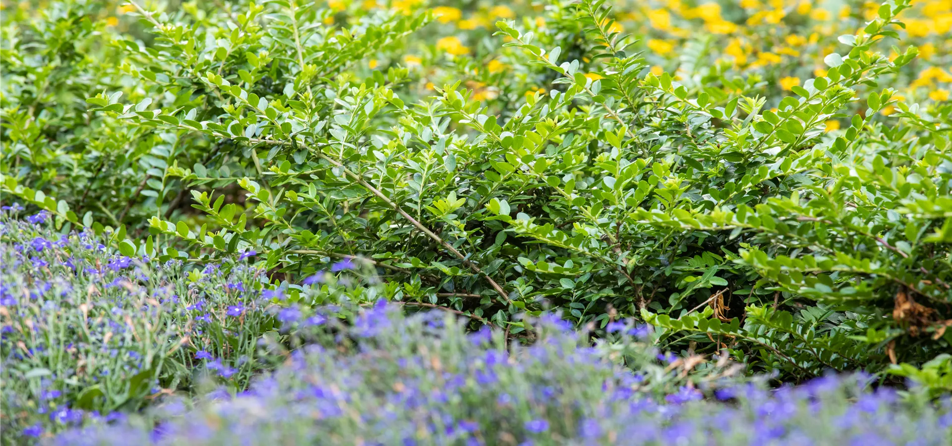 Buxus in Stadtgarten