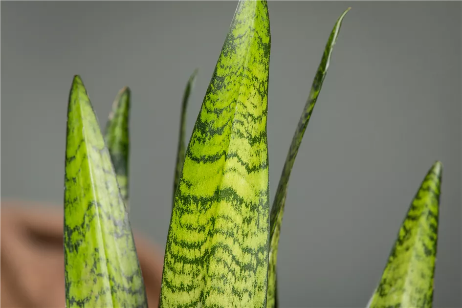 Sansevieria zeylanica