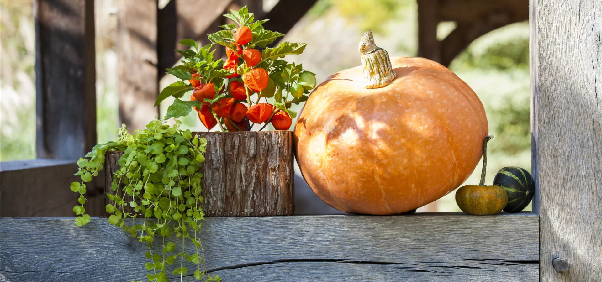 Cucurbita maxima Cucurbita maxima