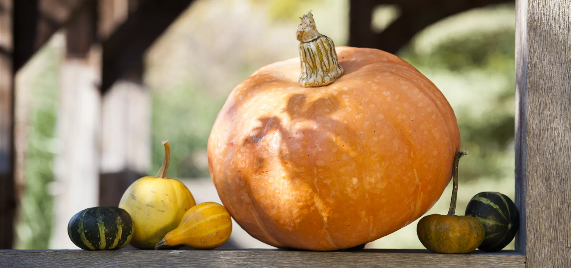 Cucurbita maxima Cucurbita maxima