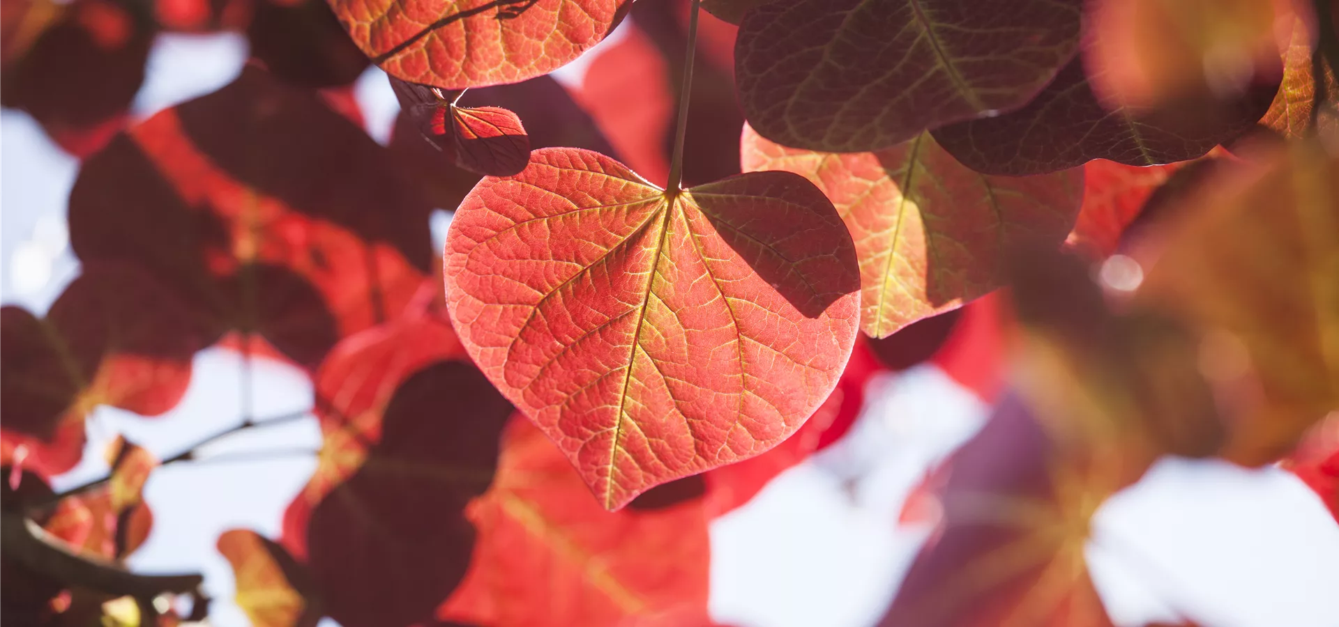 Cercis canadensis 'Forest Pansy'