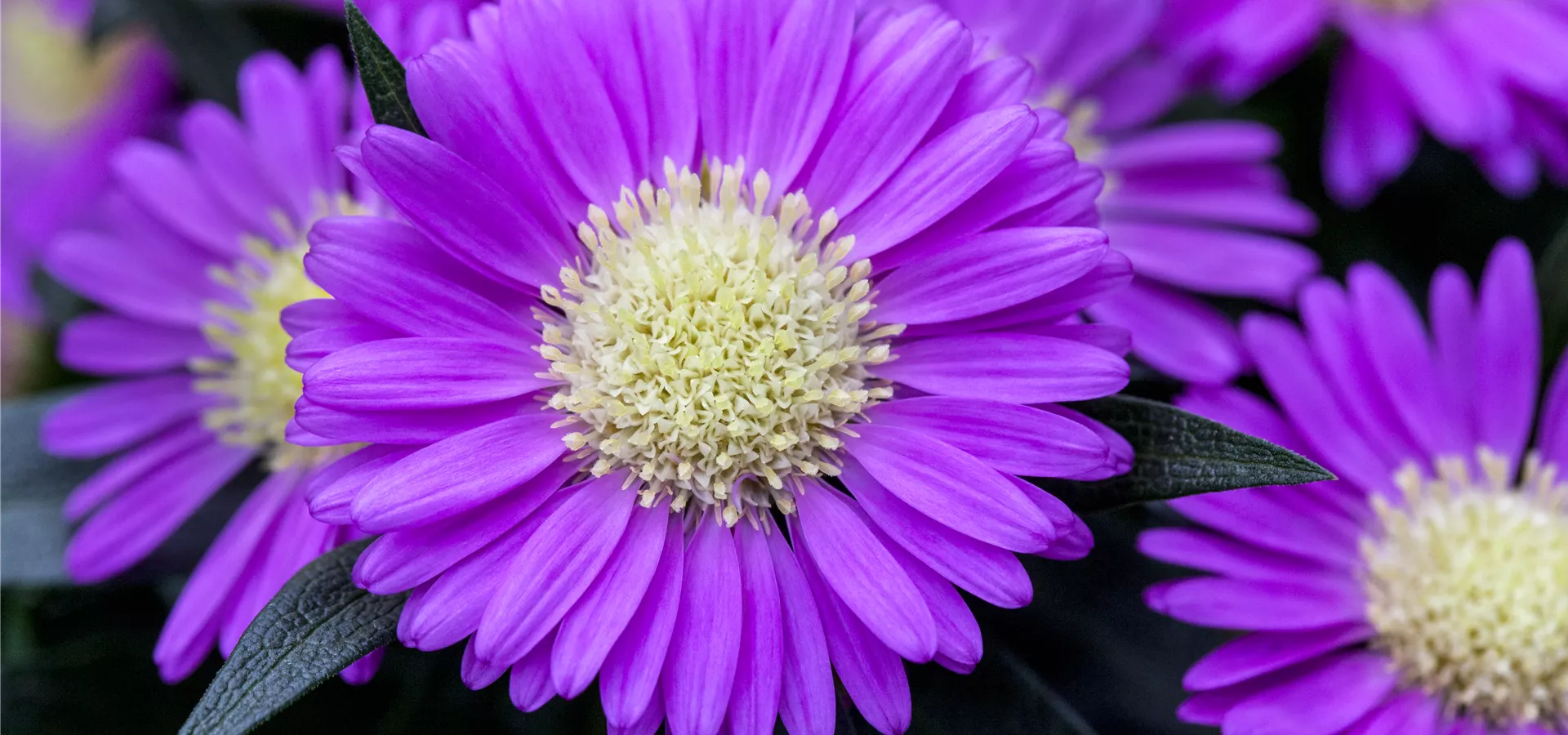 Chrysanthemum Tiara® 'Orchid Pink'