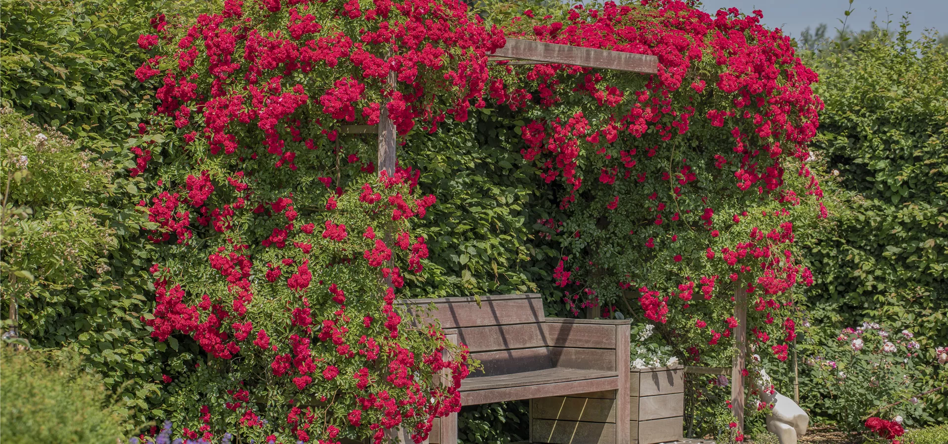 Kletterrose, rot