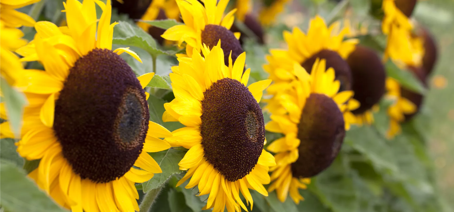 Helianthus annuus 'Big Smile'