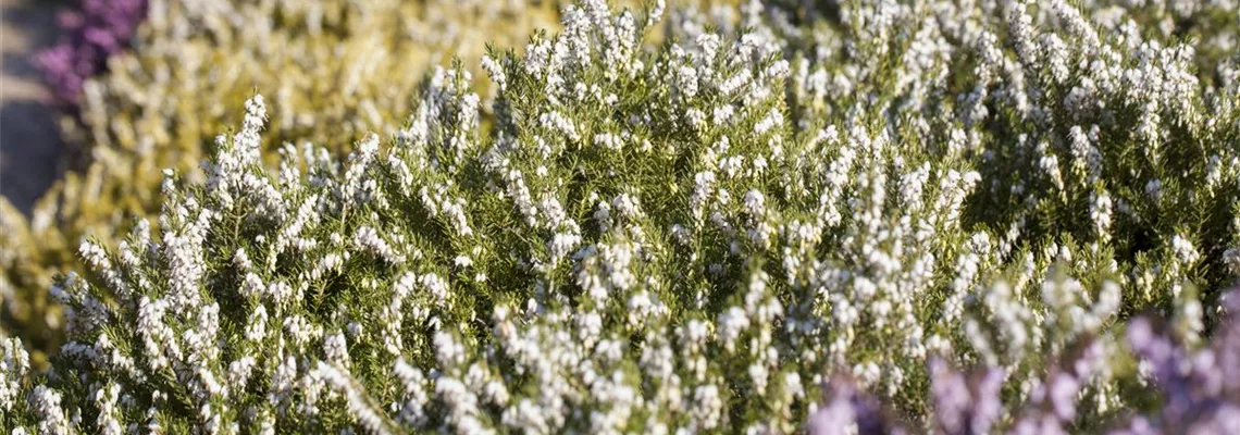 Der Heidegarten: Erholung und Idylle für Zuhause