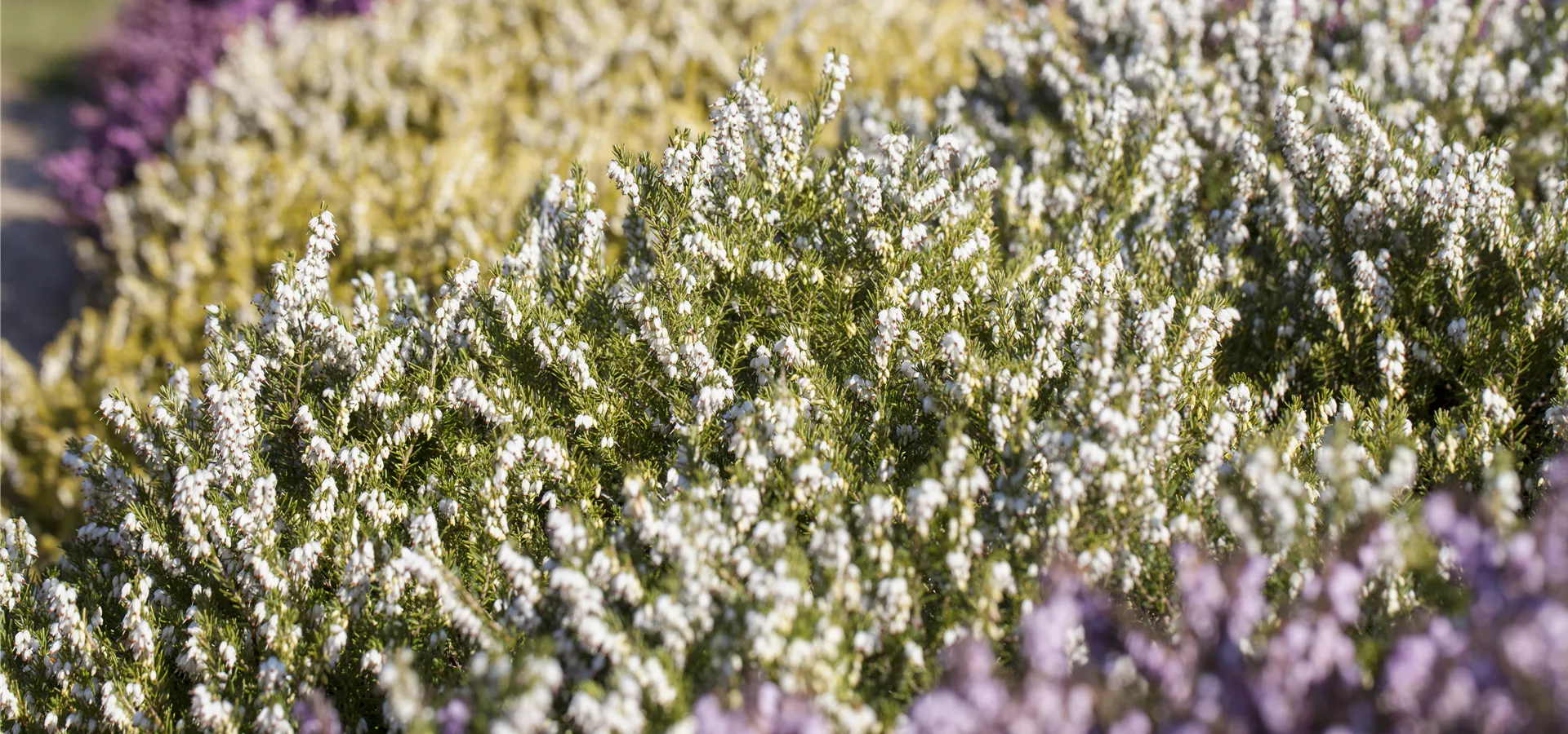 Erica darleyensis 'White Perfection'