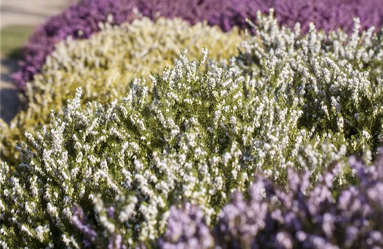 Der Heidegarten: Erholung und Idylle für Zuhause